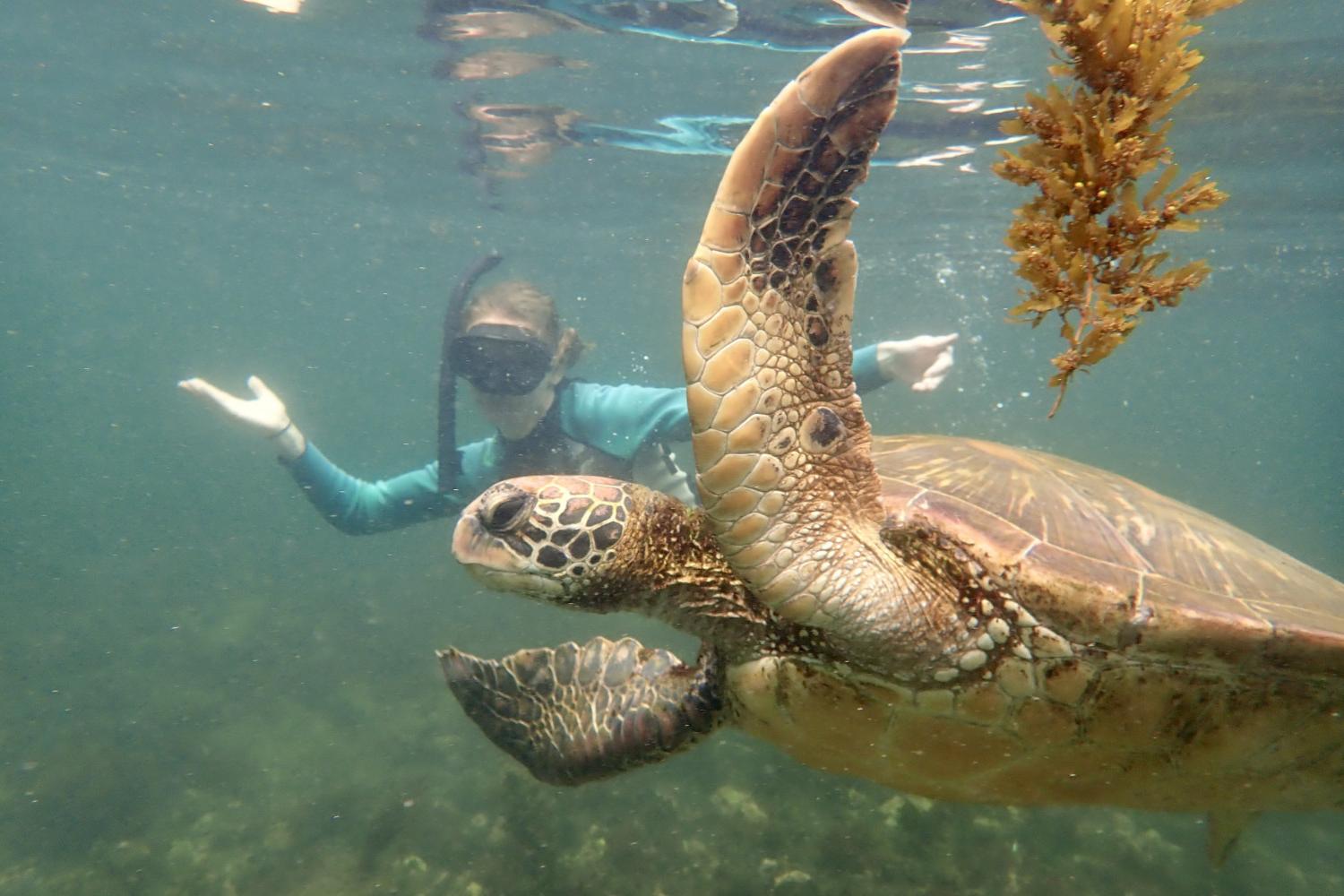 一名<a href='http://0ao2.yxqsn0706.com'>bv伟德ios下载</a>学生在Galápagos群岛游学途中与一只巨龟游泳.